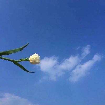 海岛争霸bt公益服下载